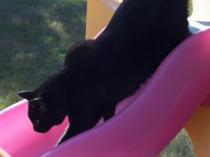 10399856_124226527818_3996358_n